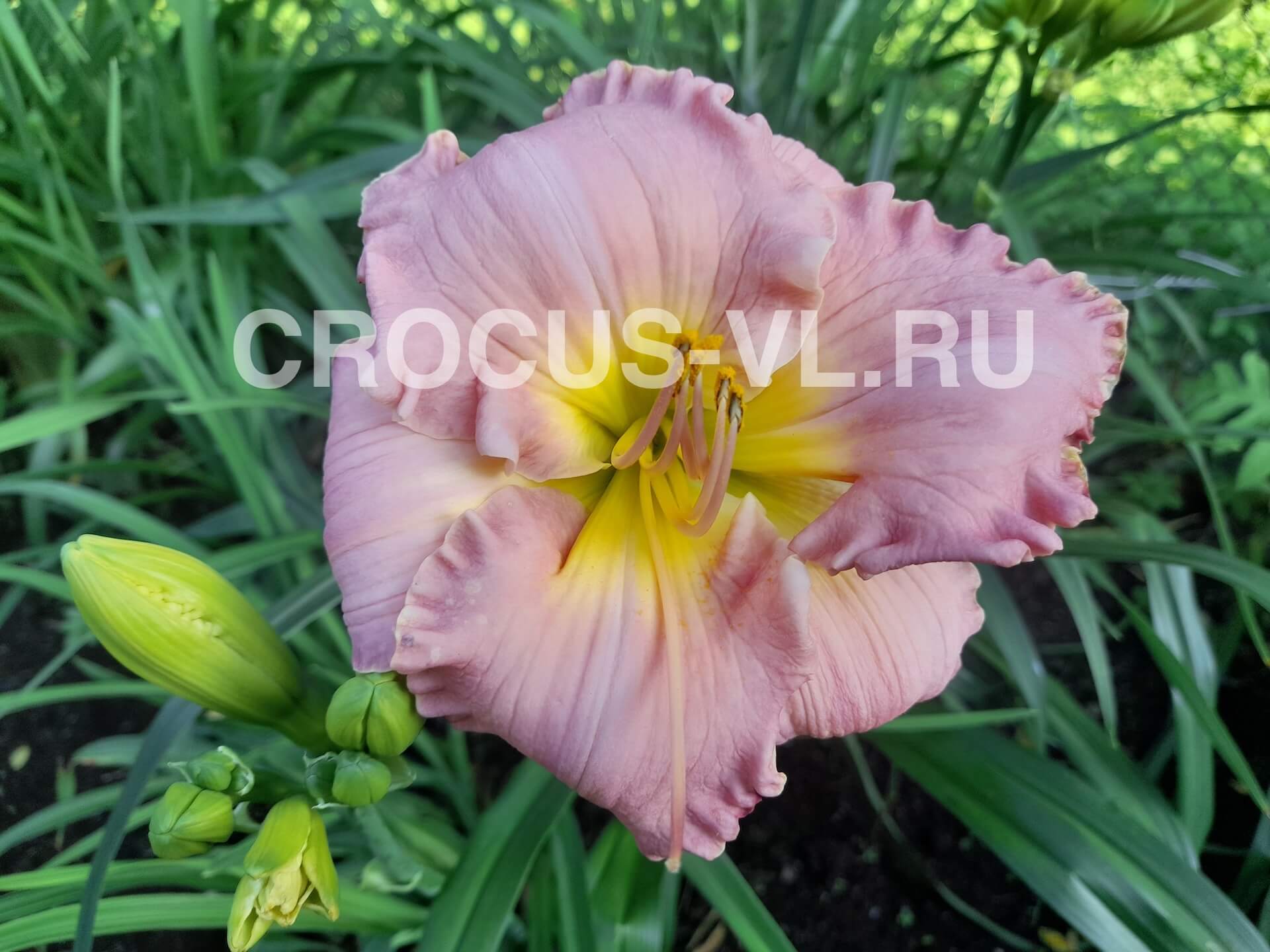 Лилейник «Absolute Treasure»